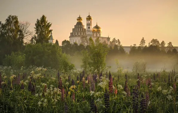 Цветы, туман, церковь, храм, люпины
