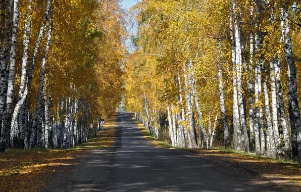 Картинка дорога, осень, лес, листья, желтые, березы, роща