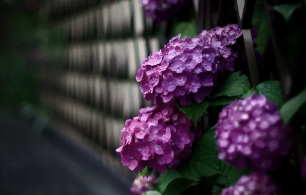 Цветы, стена, лепестки, кусты