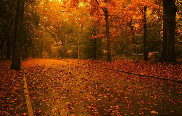 Дорога, осень, листья, Деревья