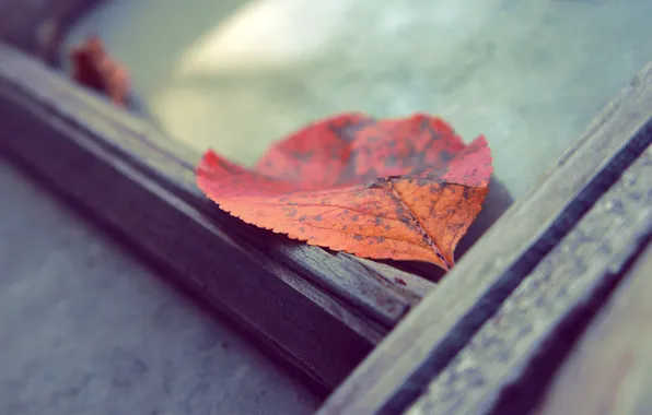 Картинка осень, макро, оранжевый, красный, лист, дерево, доска, Xpand