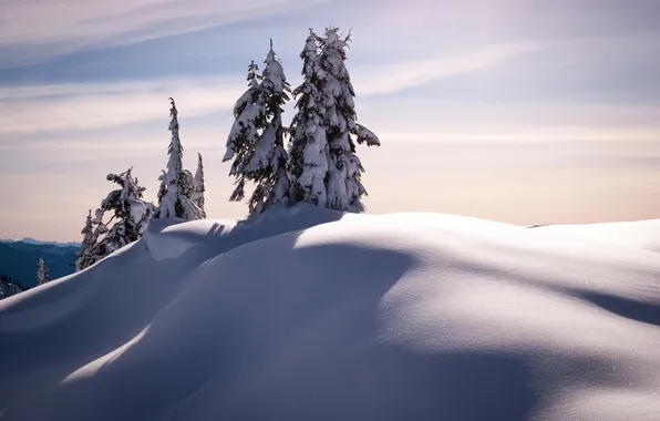 Картинка снег, деревья, пейзаж, Зима, ели, мороз