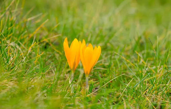 Flower, yellow, crocus