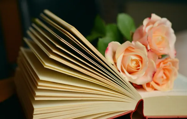Картинка цветы, розы, букет, книга