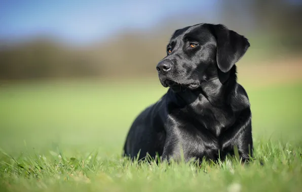 Картинка фон, чёрный, собака, Лабрадор-ретривер