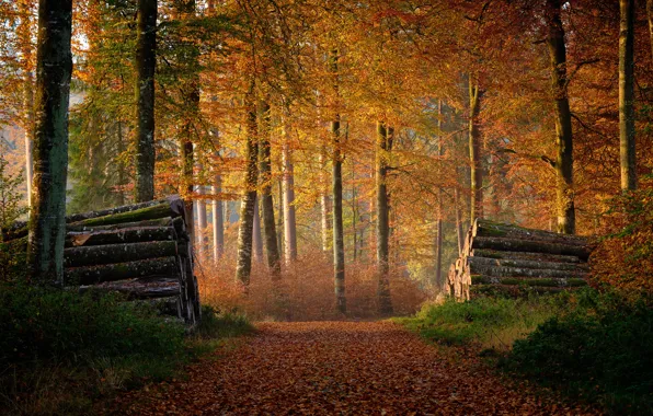 Картинка осень, лес, брёвна