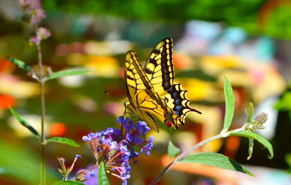 Картинка Макро, Цветы, Весна, Бабочка, Flower, Spring, Macro, Butterfly