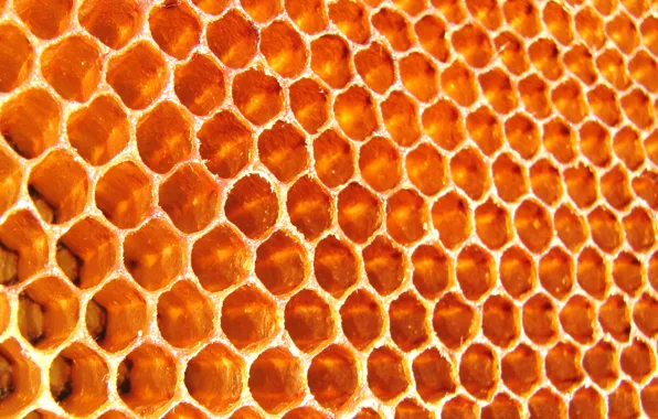 Картинка соты, пчелы, мед, пчелиные