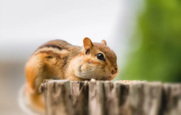 Wood, squirrel, rodent