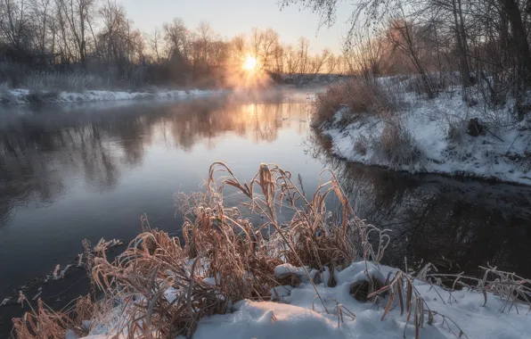 Картинка зима, трава, солнце, лучи, снег, деревья, пейзаж, природа