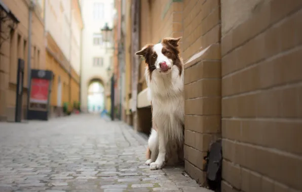 Dog, Street, Border Collie, Look, Бордер-колли, Townhouses