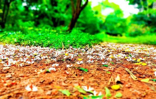Grass, Flowers, Dawn, Morning, Jasmine, Trees, Plants, Woods