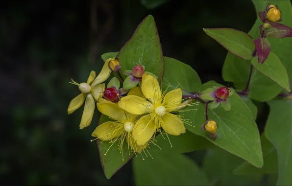 Цветы, природа, плоды, nature, yellow, flowers, fruit, жёлтое