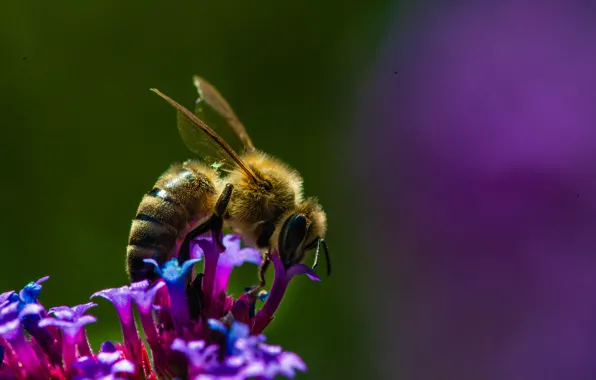 Картинка цветок, природа, пчела, лепестки, насекомое