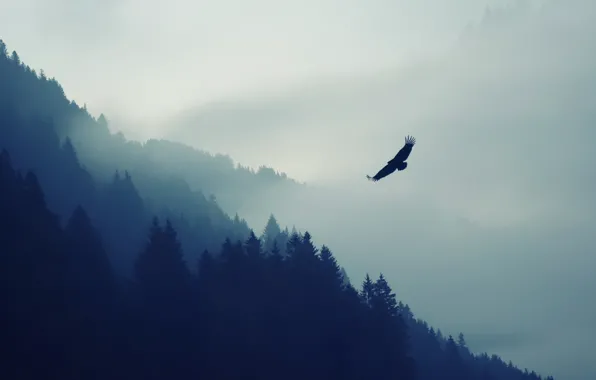 Картинка Природа, Туман, Птица, Деревья, Лес, Животное