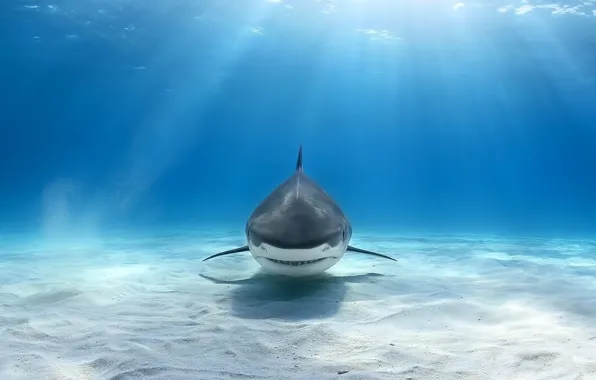 Sea, shark, light beam
