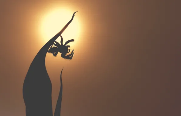 Sunset, mood, Spider