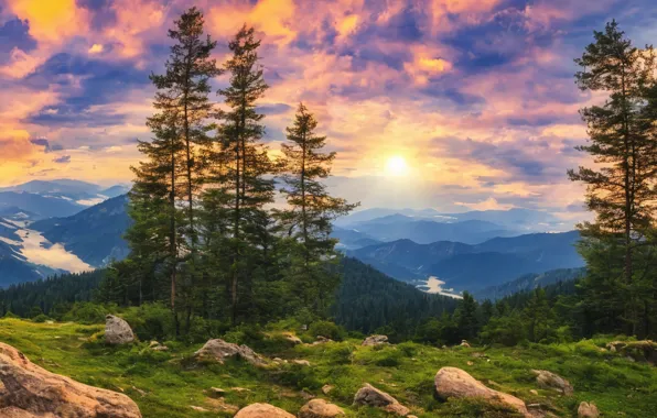 Лес, солнце, природа, ели, арт, цифровая живопись, цифровое искусство, диджитал арт