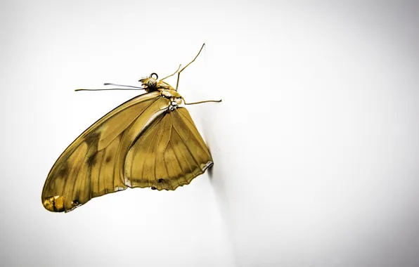 Картинка бабочка, крылья, насекомое, мотылек