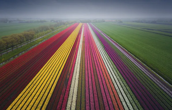 Дорога, равнина, ряды, цыеты, Flower Carpets