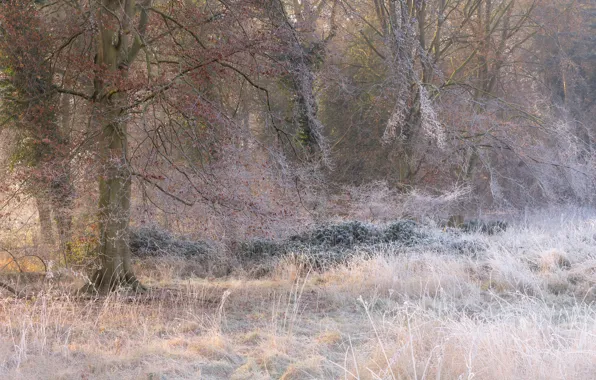 Картинка иней, трава, деревья, Icing