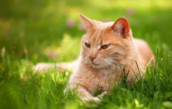 Картинка зелень, кошка, лето, трава, кот, взгляд, поза, отдых