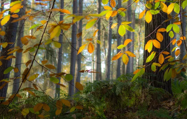 Картинка осень, лес, листья, деревья, туман