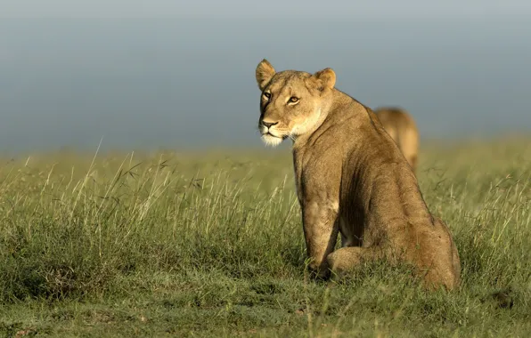 Картинка природа, Африка, львы