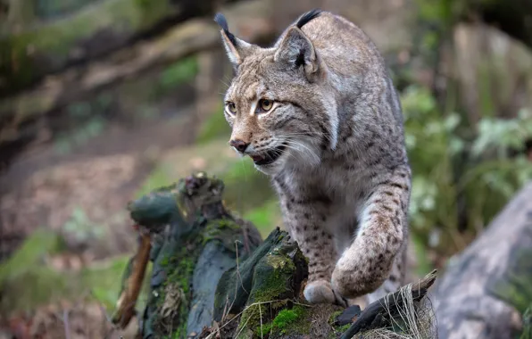 Картинка взгляд, поза, пень, лапы, рысь