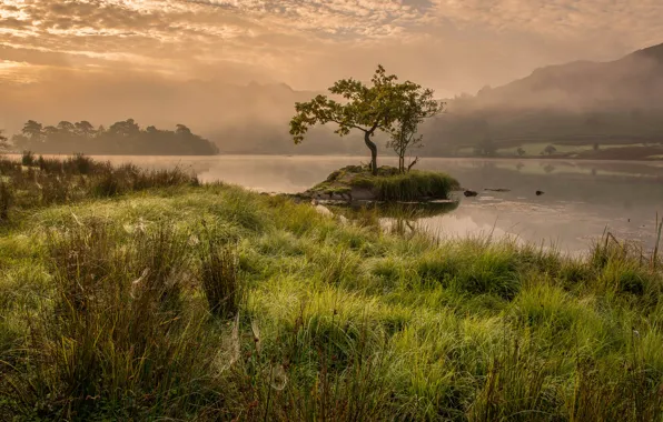Картинка трава, деревья, горы, туман, озеро, Англия, утро