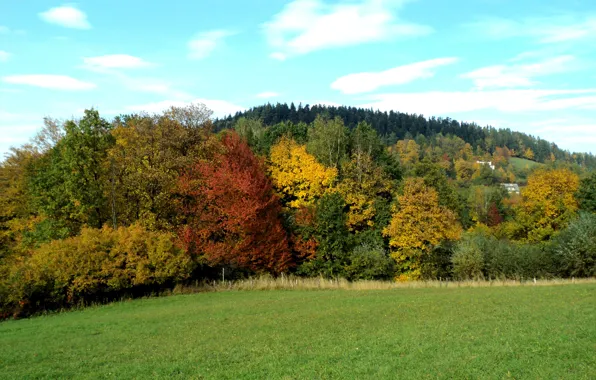 Поле, осень, лес, природа, forest, field, nature, Autumn