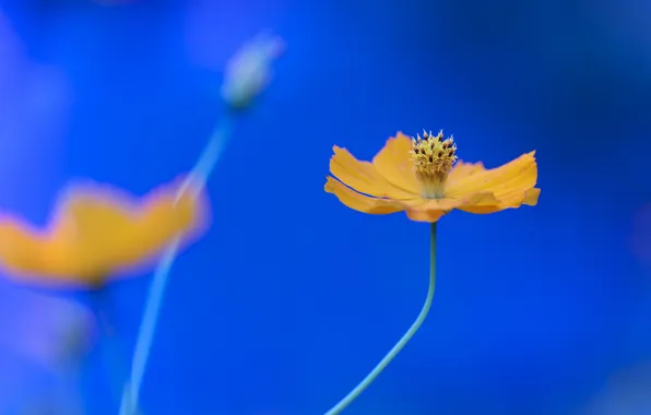 Цветы, природа, растение, лепестки