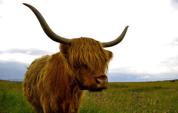 Картинка природа, фон, Highland cattle