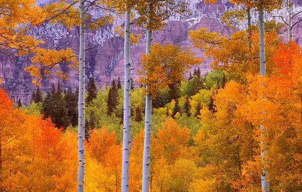 Картинка осень, лес, листья, деревья, пейзаж, горы, багрянец