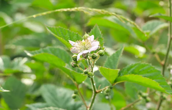 Flower, leaf, plant