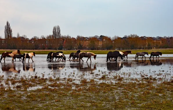 Картинка осень, отражение, берег, кони, лошади, домики, водоем, стадо