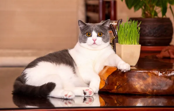 Кошка, трава, кот, взгляд, стол, пакет, лежит, мордашка