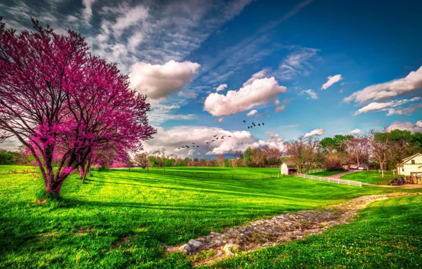 Картинка зелень, трава, облака, дерево, весна, США, цветение, ферма