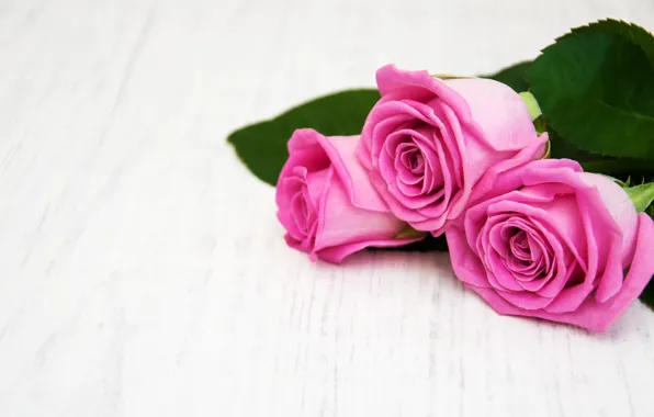 Белый, стол, фон, розы, розовые, wood, pink, roses