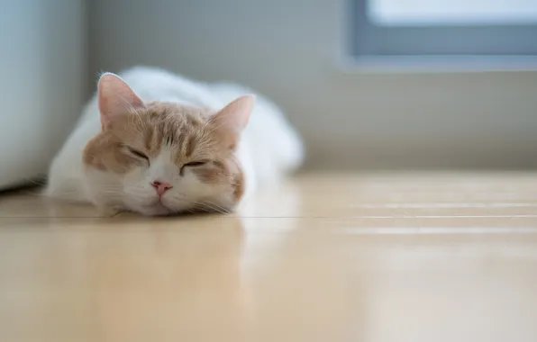 Картинка кошка, сон, спит, пол, лежа, Ben Torode, Hannah, Benjamin Torode