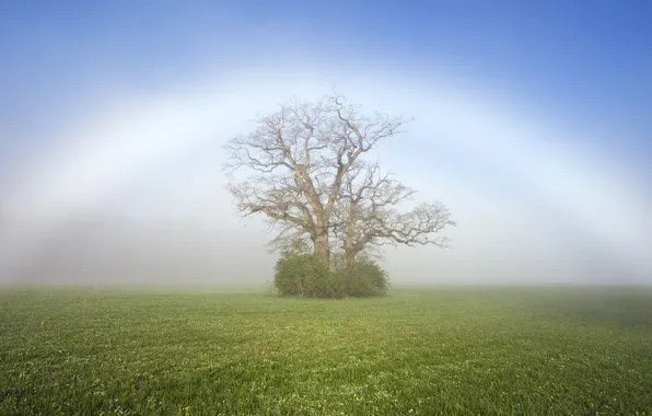 Картинка природа, туман, дерево, поляна