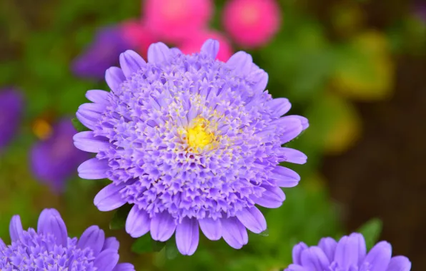 Картинка Макро, Macro, Фиолетовый цветок, Purple flower, Короставник, Knautia