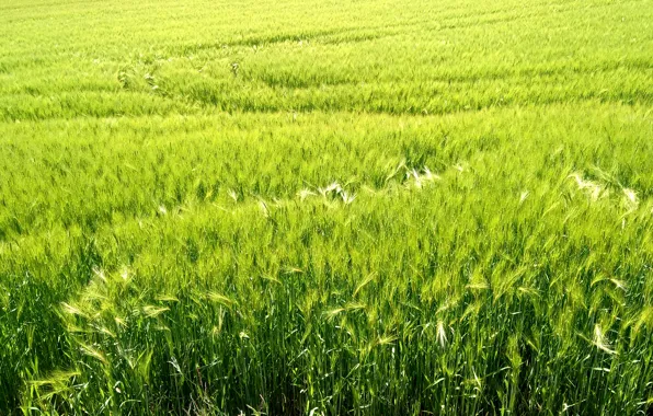 May, trees, field, spring, switzerland, harvest, agriculture, grainfield