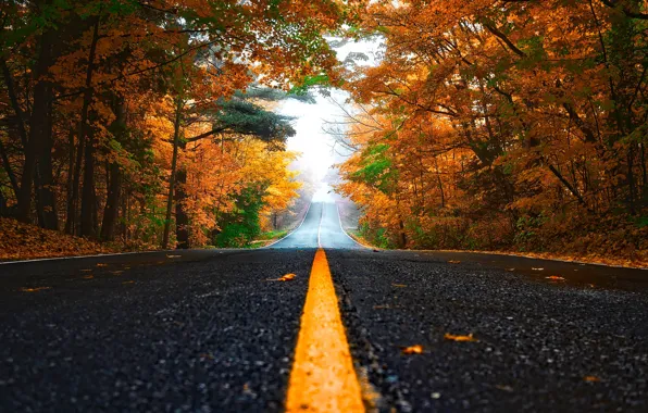 Картинка дорога, осень, лес, деревья, туман, желтые