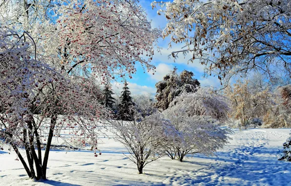 Картинка зима, облака, снег, природа, солнечный день, февраль, голубое небо, зимний пейзаж