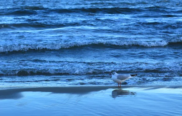 Beach, sea, ocean, bird, water, seagull