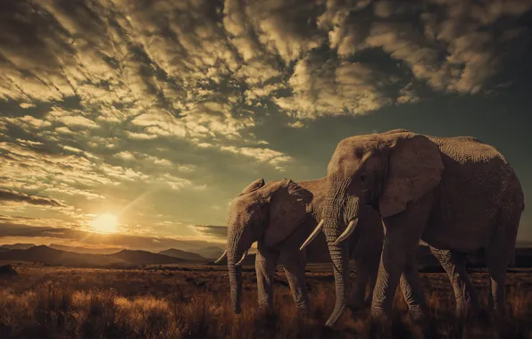 Закат, природа, слоны