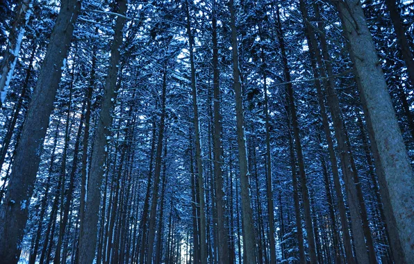 Зима, лес, снег, деревья, ствол