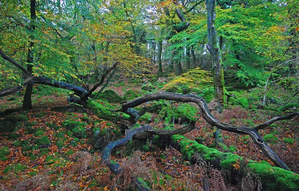 Картинка осень, лес, листья, деревья, палки, Природа, коряги