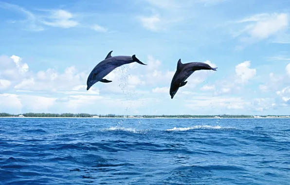 Картинка море, небо, вода, острова, природа, прыжок, дельфины, млекопитающее
